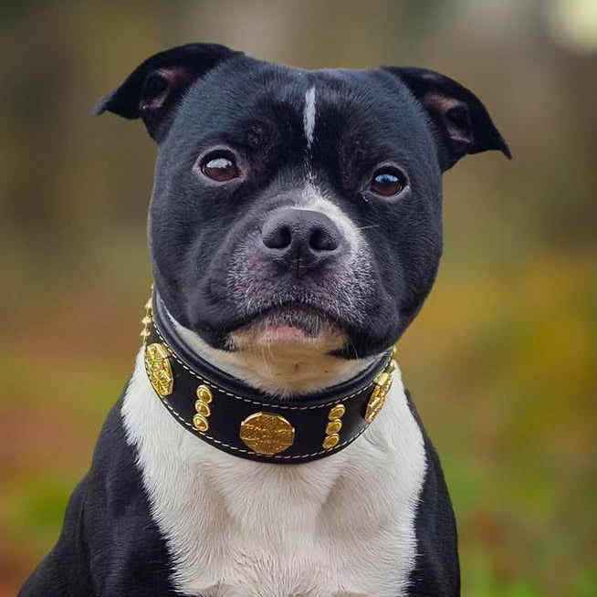 The "Maximus" collar 2 inch wide gold decoration