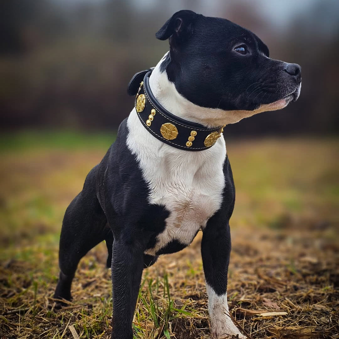 The "Maximus" collar 2 inch wide gold decoration