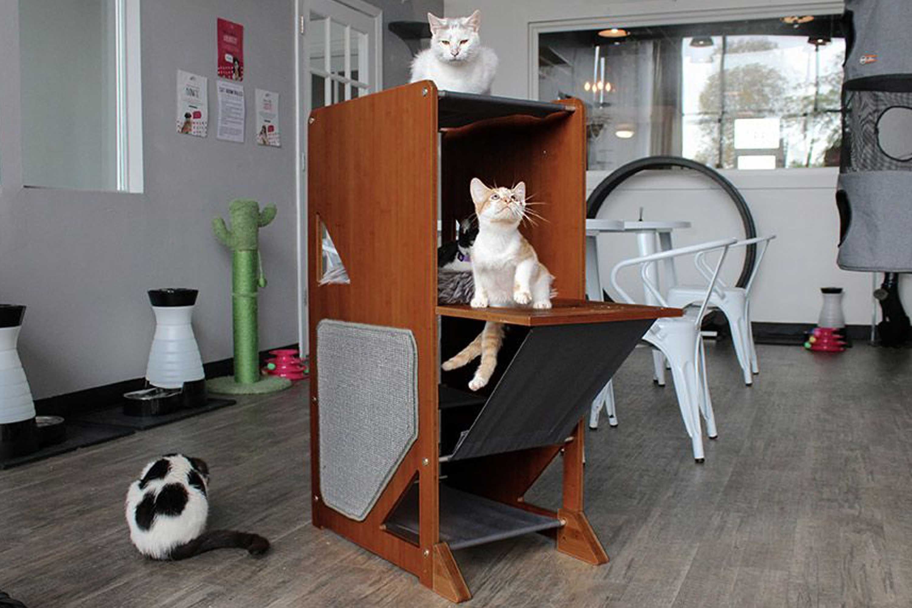 The Overlook - A Cat Tree For Large Cats - by Catastrophic Creations