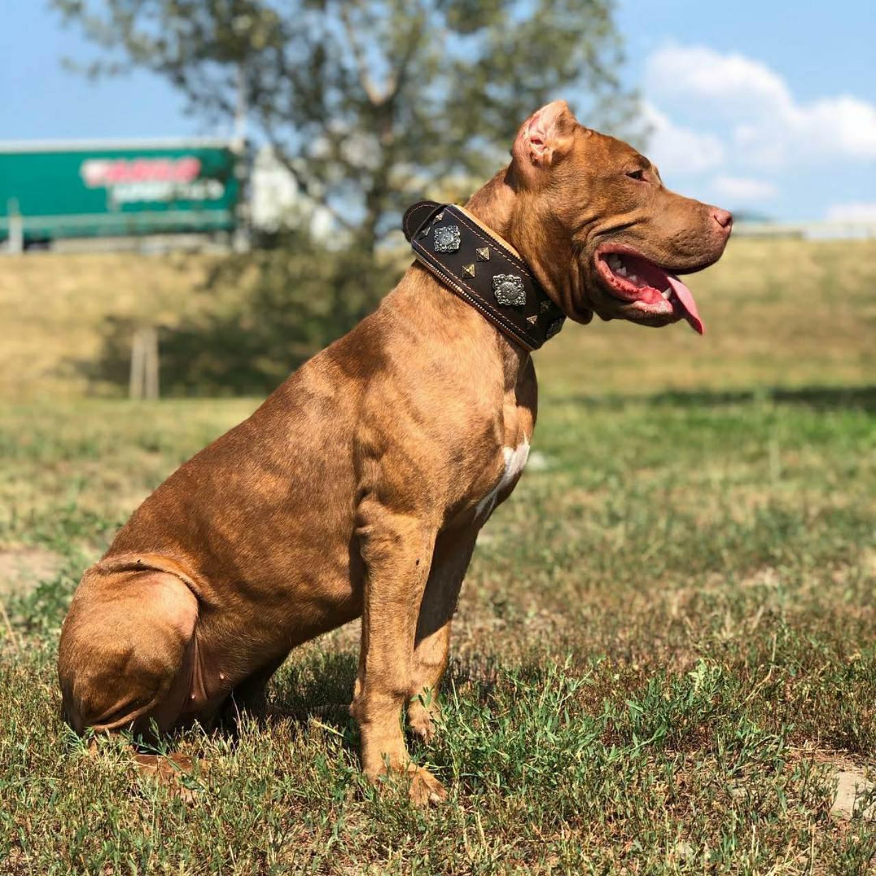 "Aztec" brown dog collar