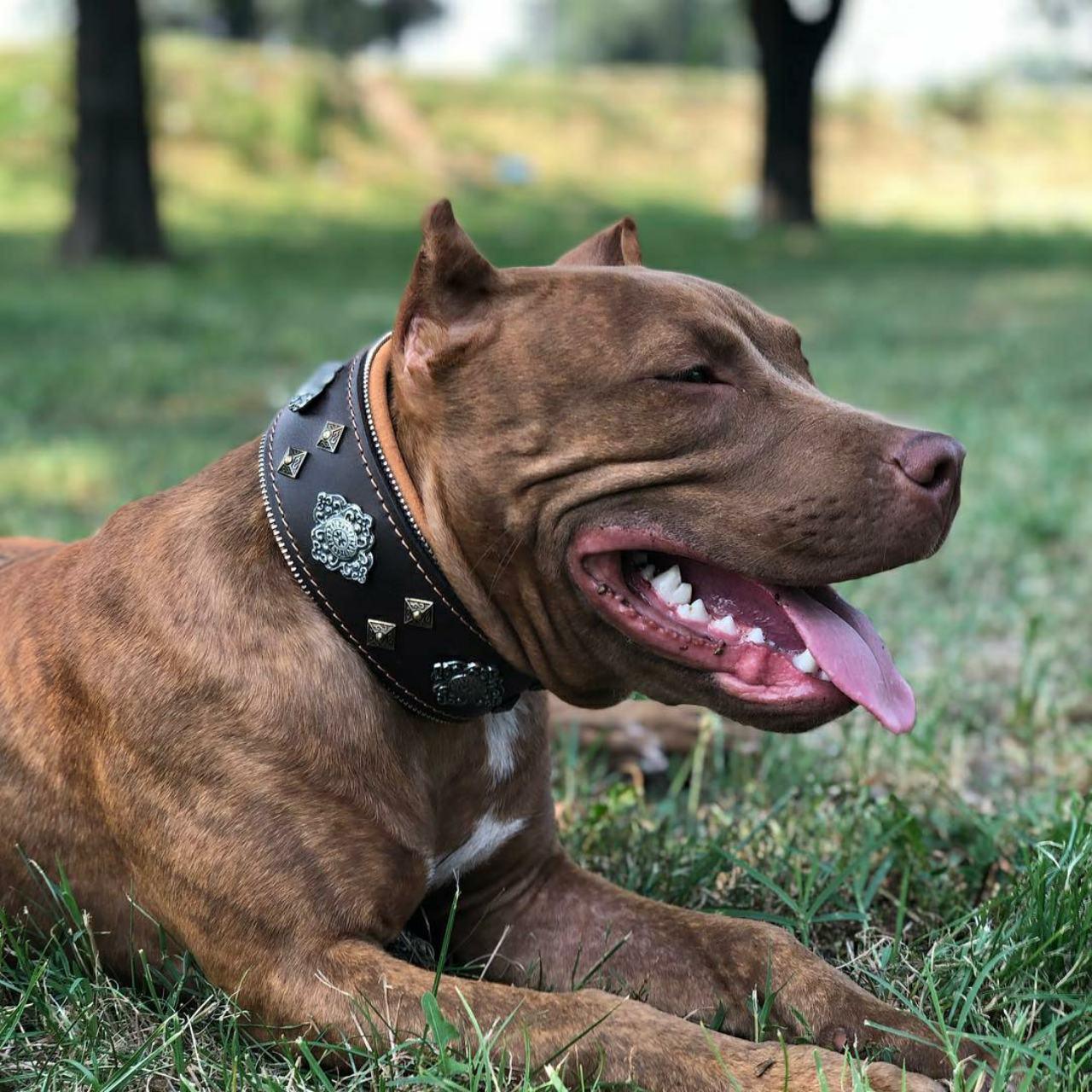 "Aztec" brown dog collar