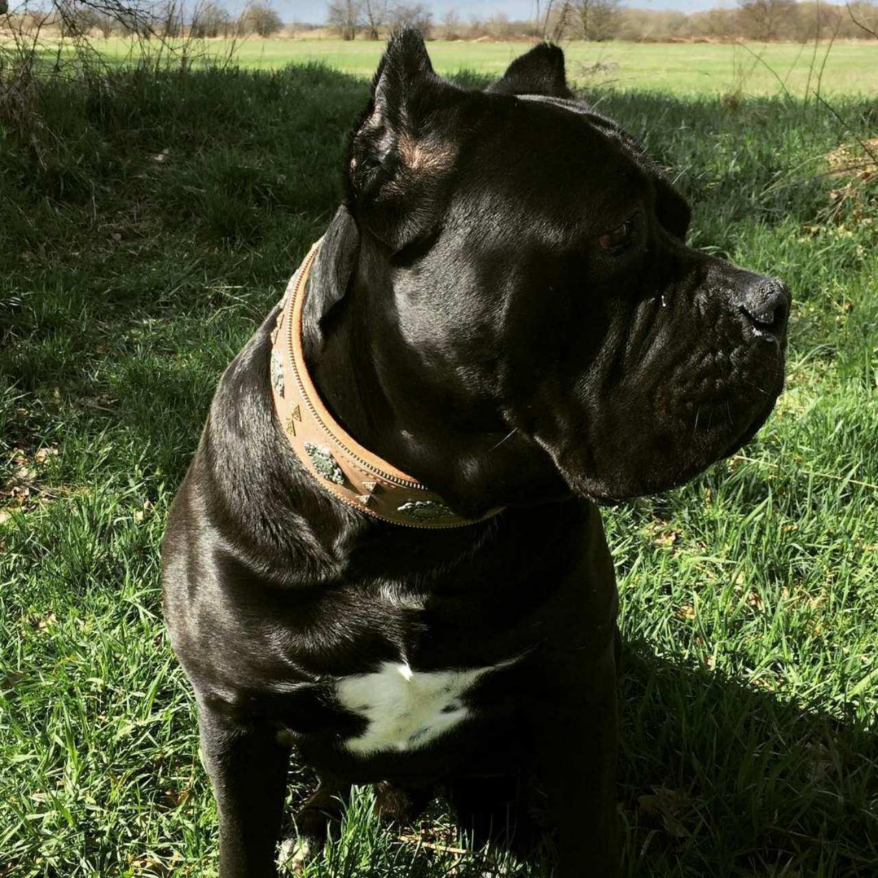 "Aztec" grey dog collar