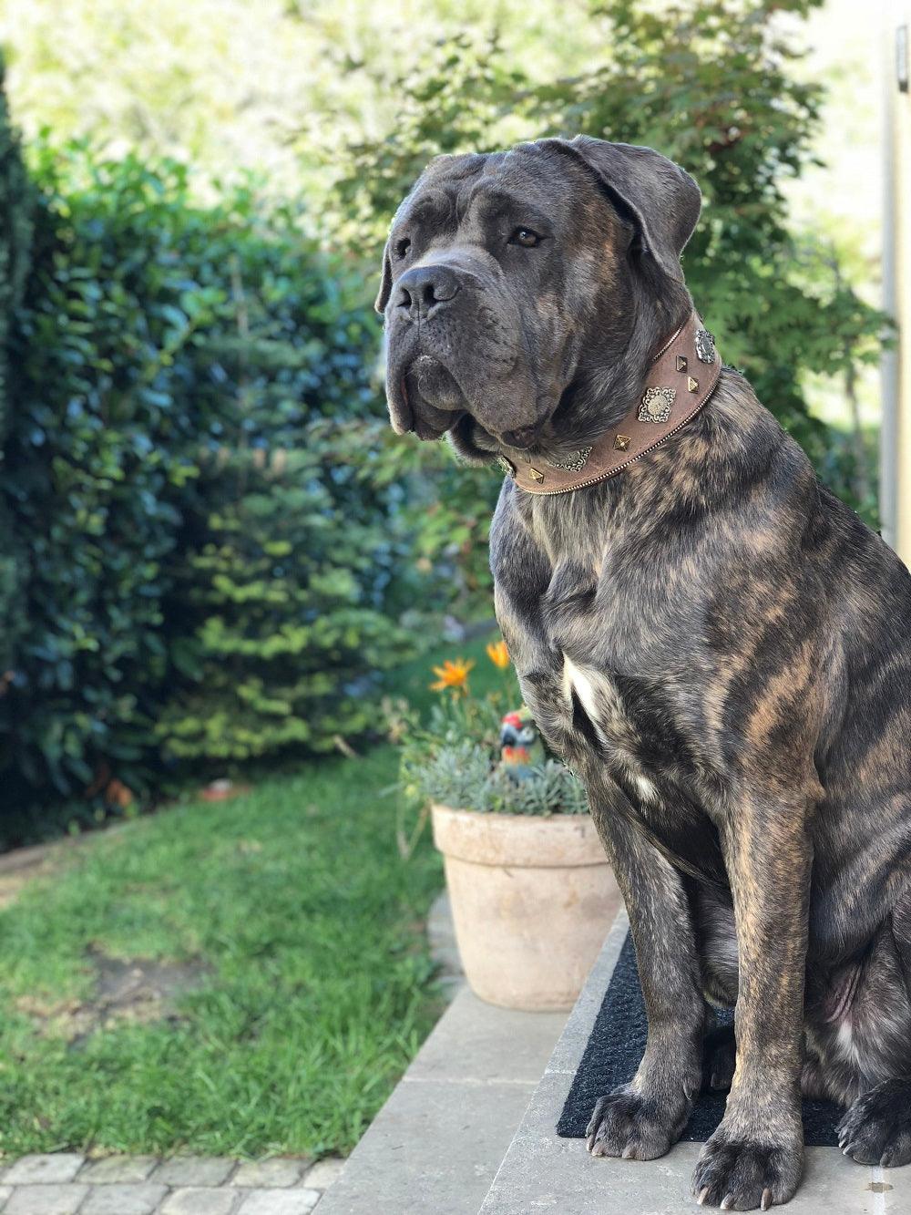 "Aztec" grey dog collar