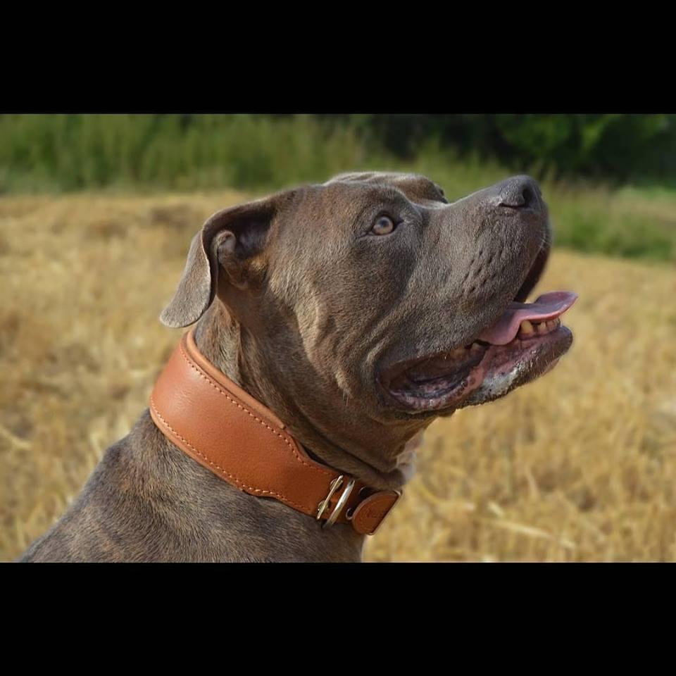 Plain "Style" collar brown