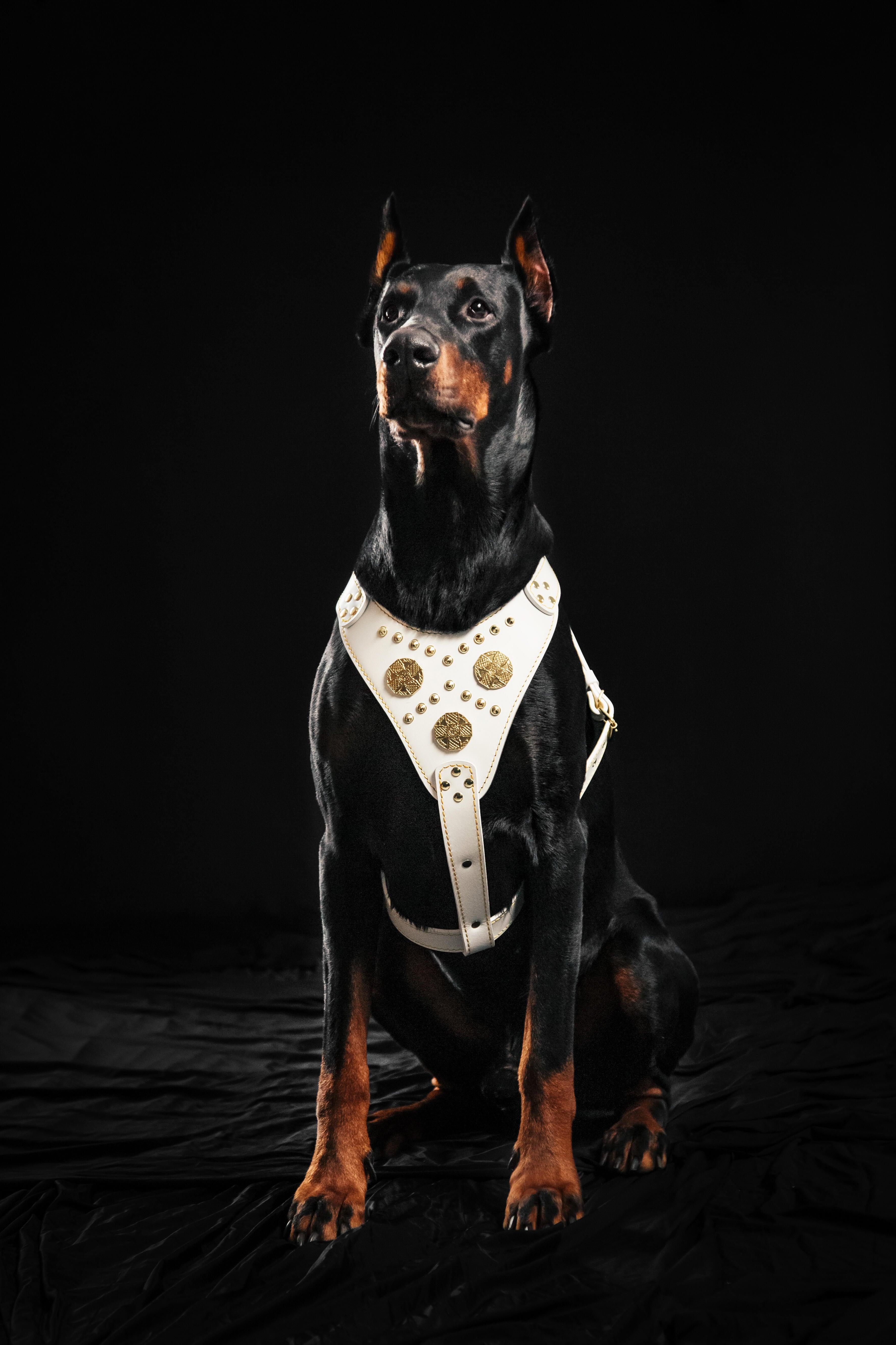 The "Maximus" harness White