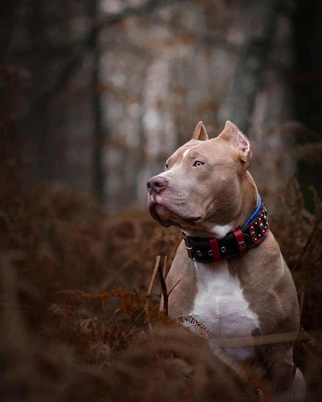 Captain america dog collar best sale