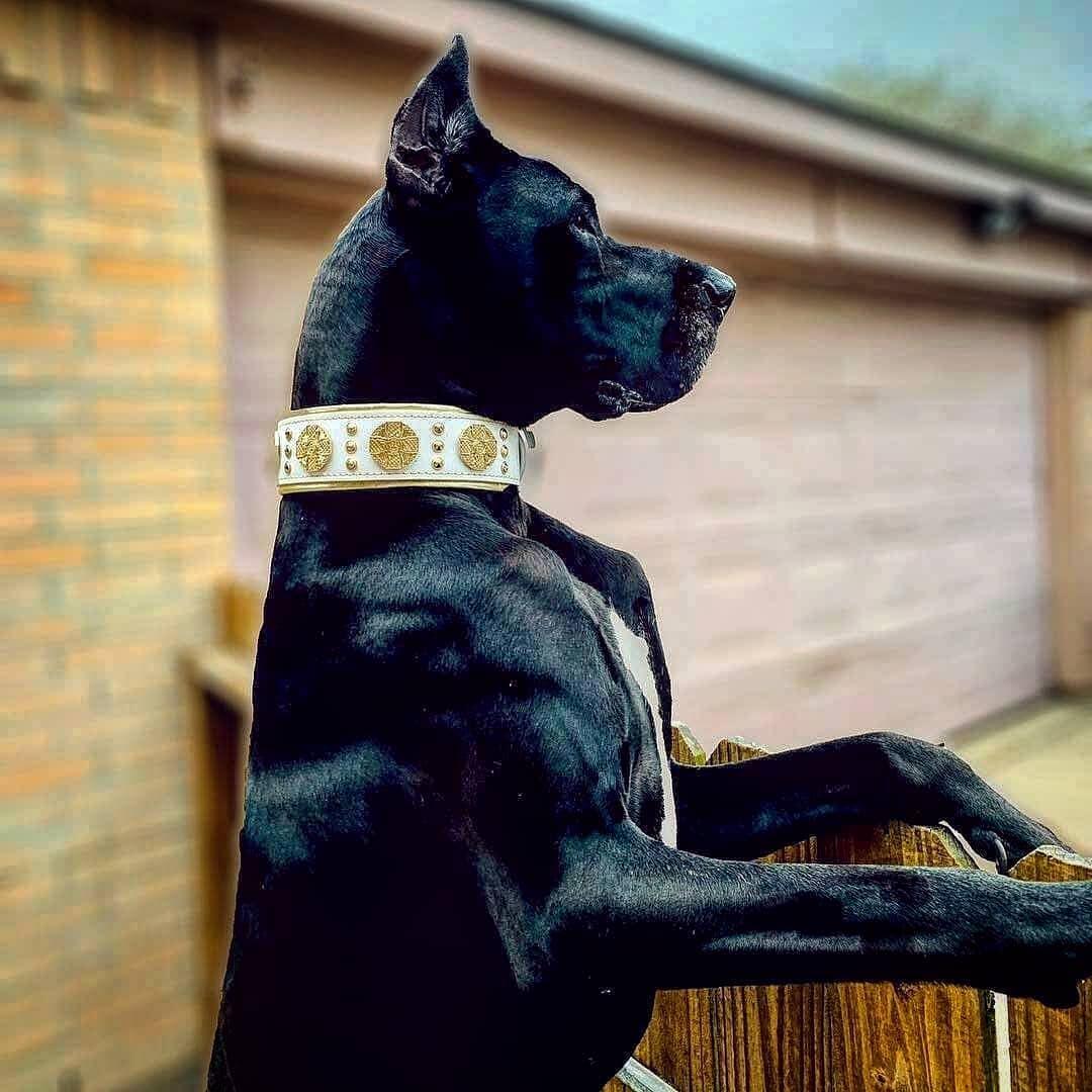 The "Maximus" collar 2.5 inch wide white & gold