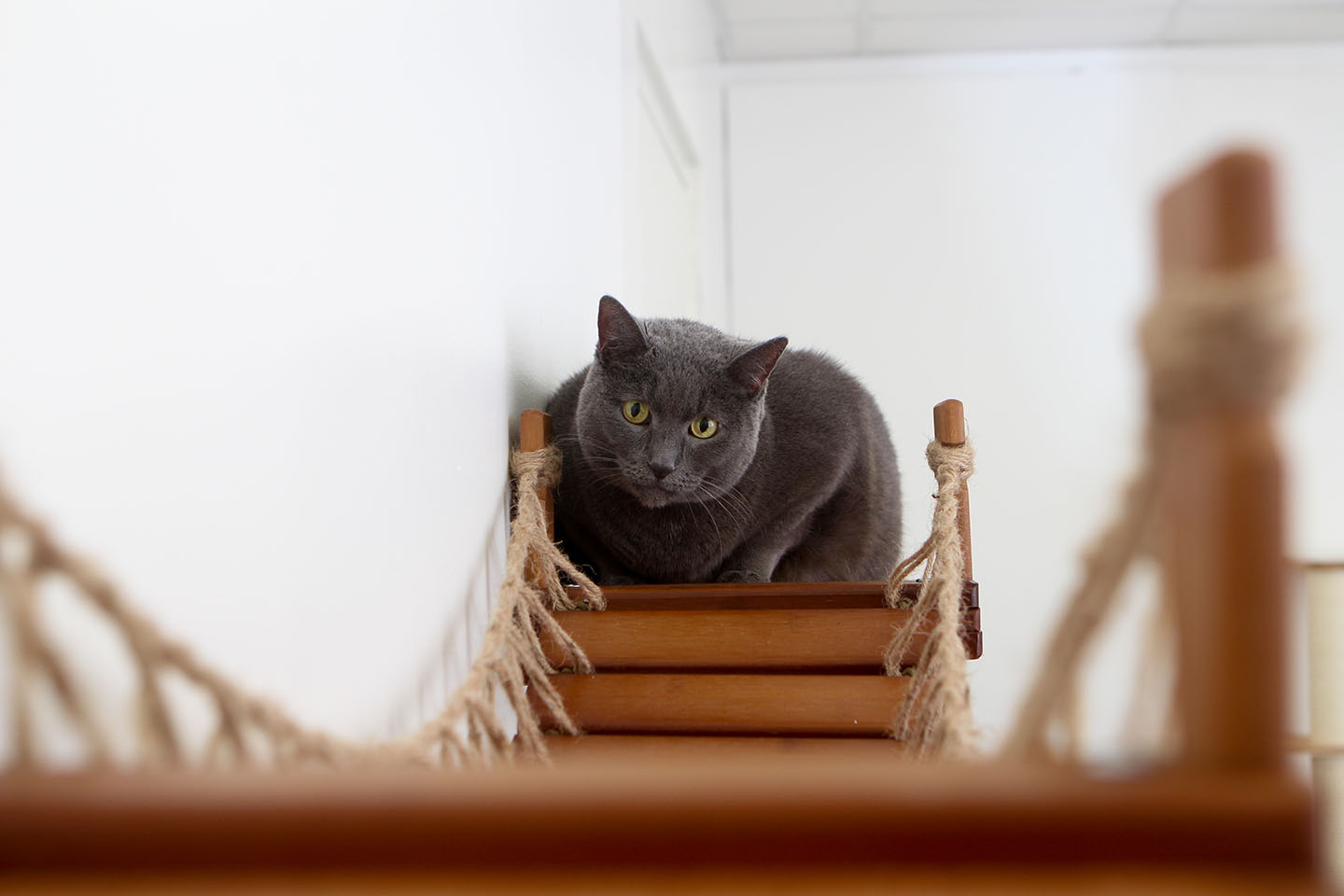 Cat Suspension Bridge - Cat Shelf Set (Wall Mounted) - by Catastrophic Creations