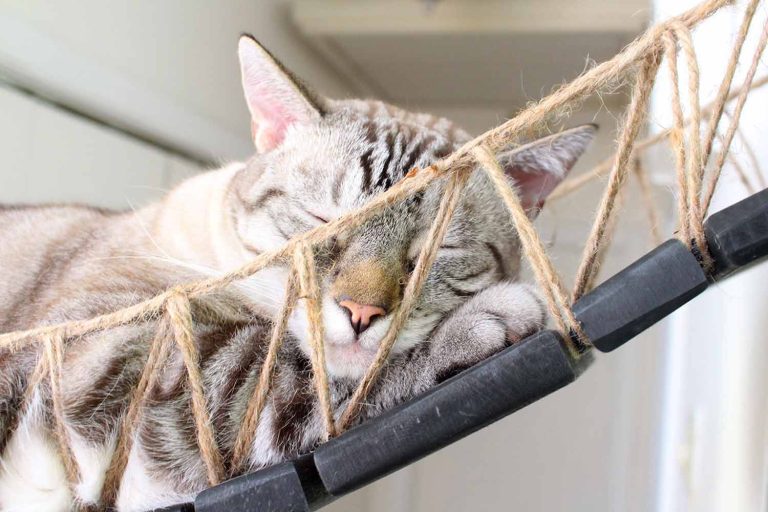 Our Wall-Mounted Cat Bridge - by Catastrophic Creations