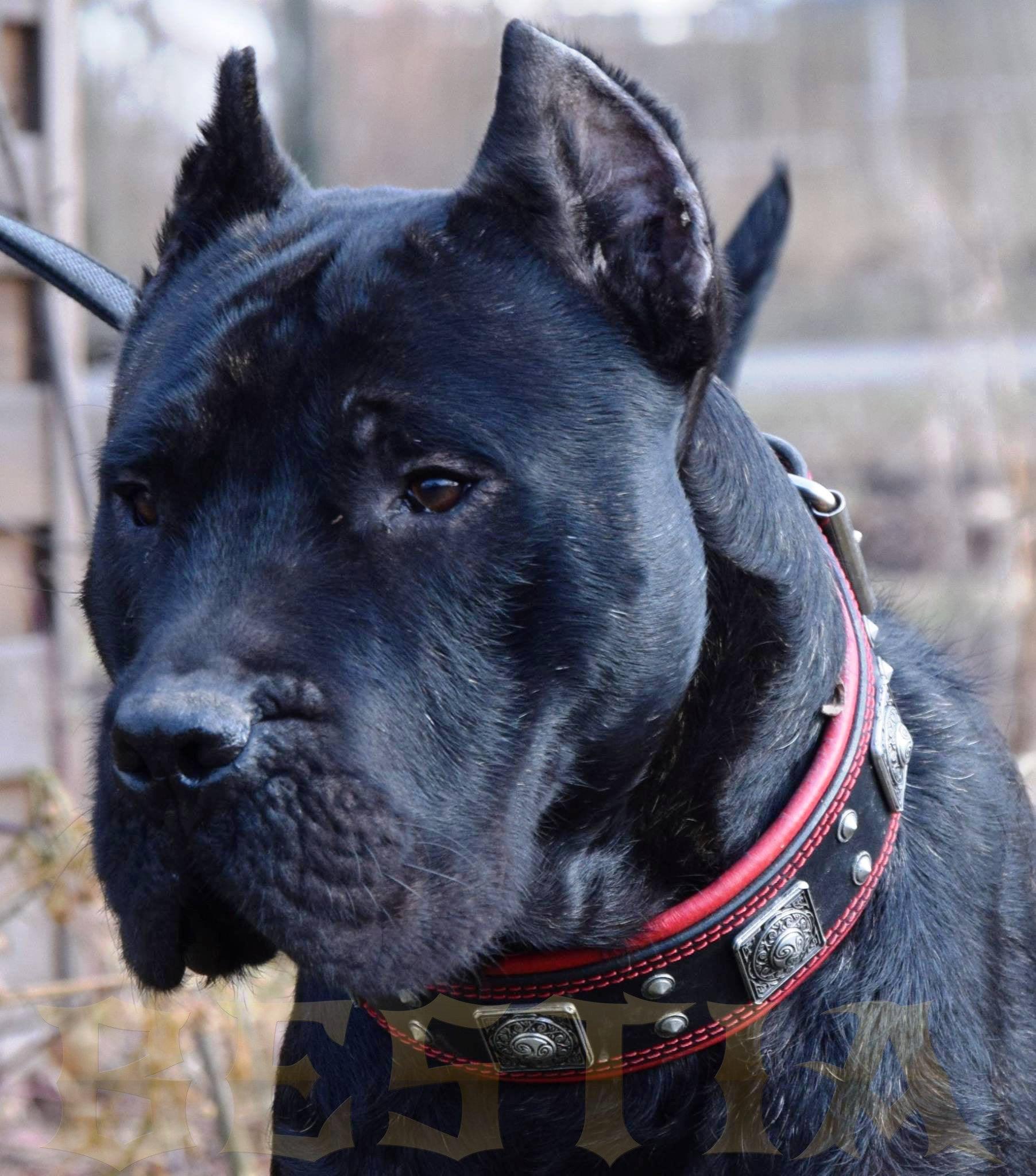 The "Eros" collar 2.5 inch wide black & red