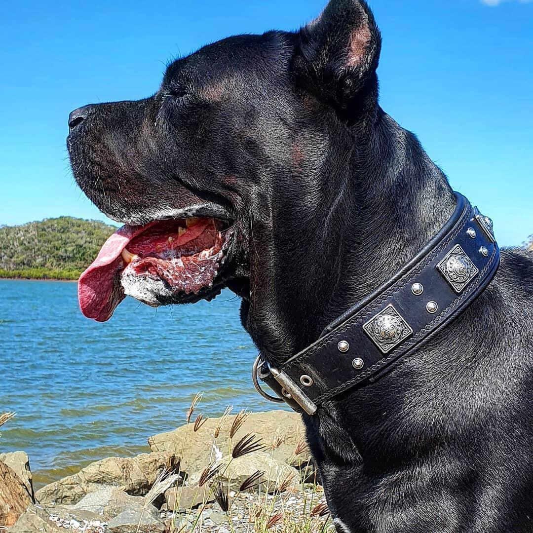 The all Black "Eros" collar 2.5 inch wide