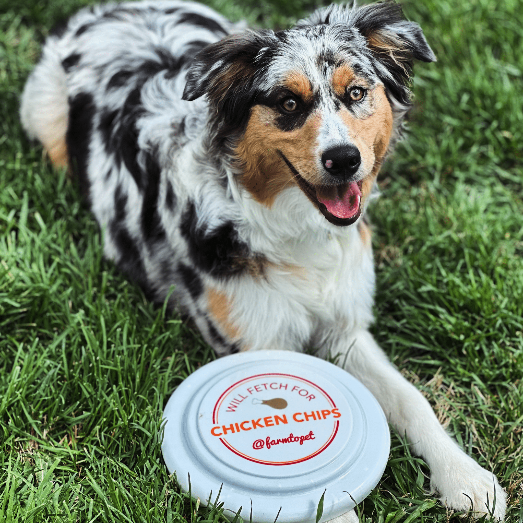 Will Fetch for Chicken Chips Dog Frisbee