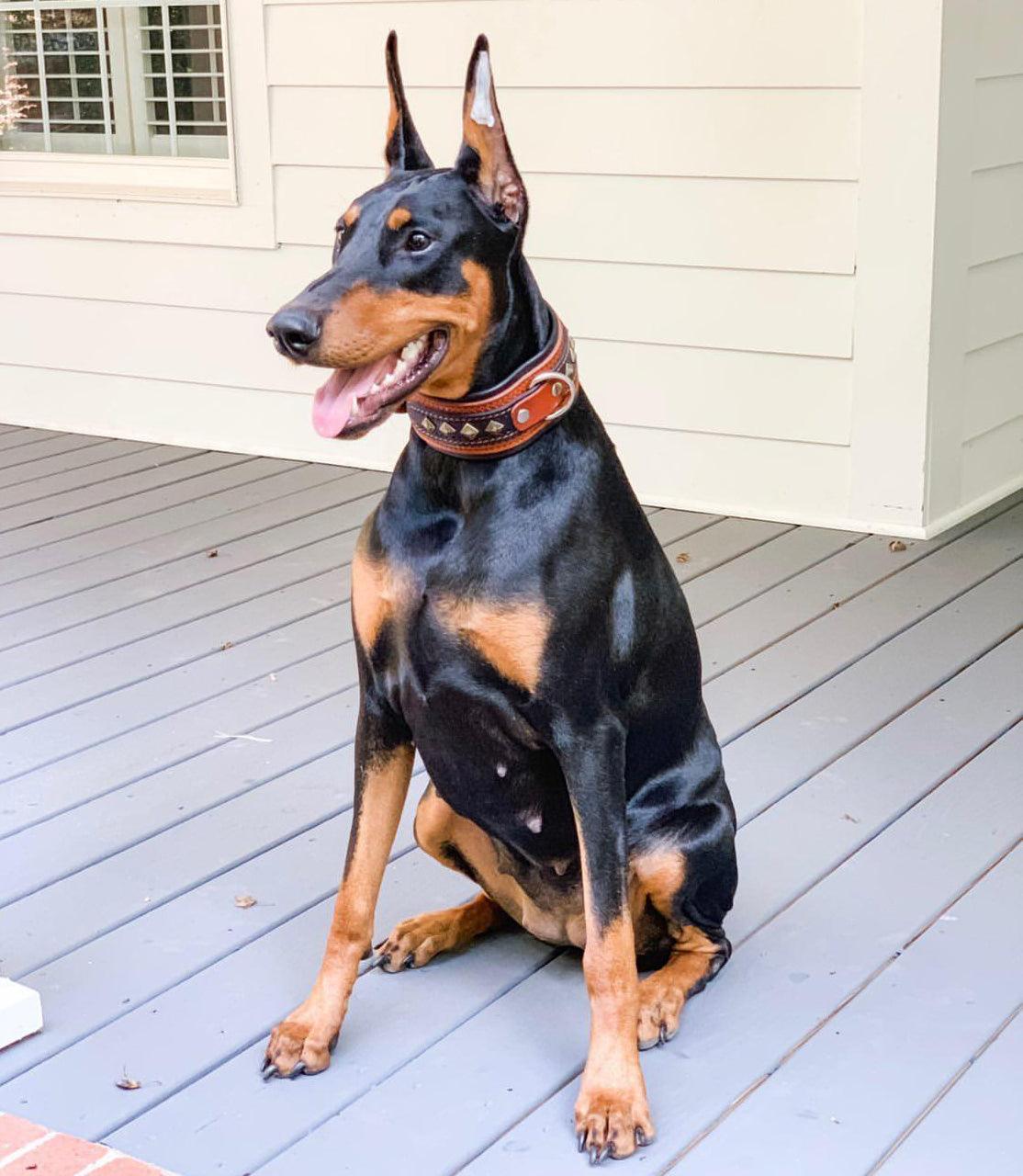 The "Balteus" brown collar