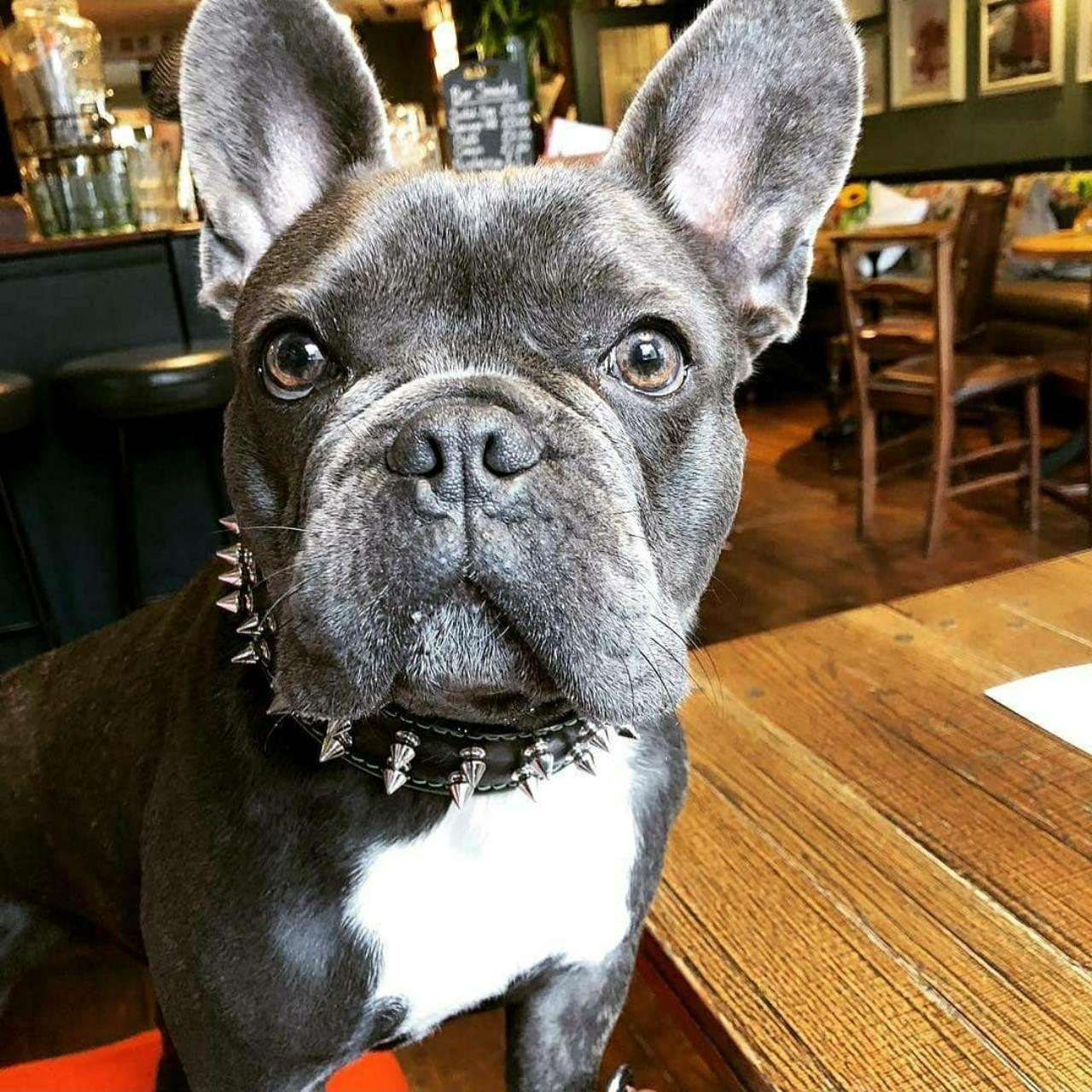 "Frenchie" collar