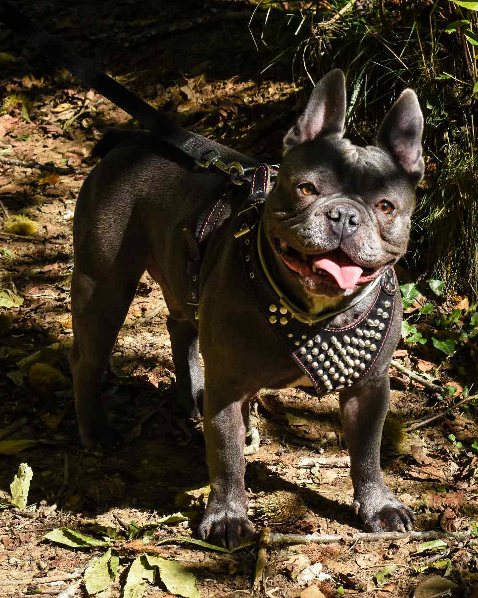 ''Frenchie'' studded leather harness Small to Medium Size