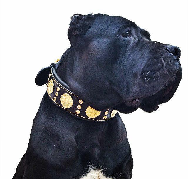 The "Maximus" collar 2.5 inch wide black & gold