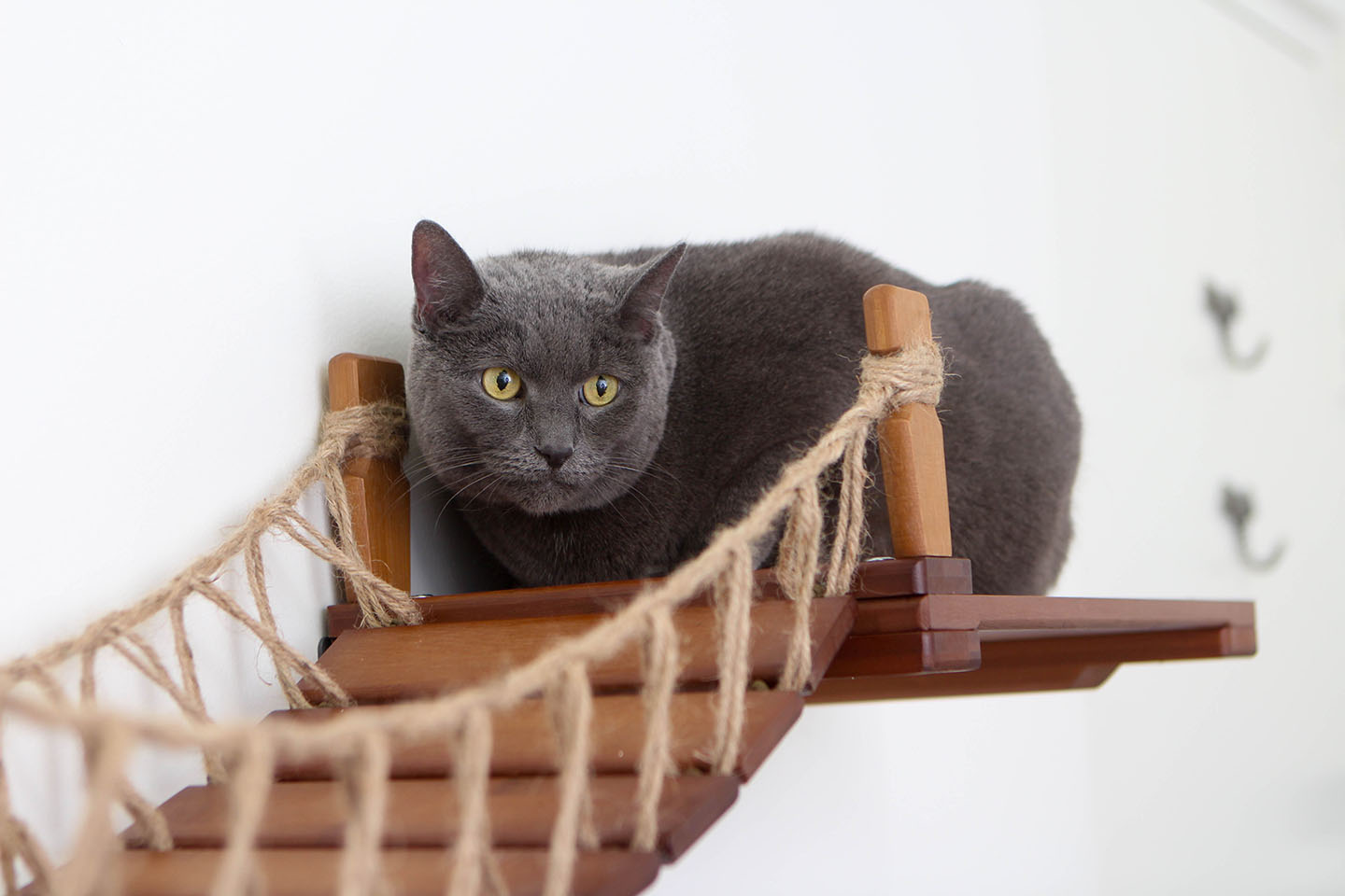 Cat Suspension Bridge - Cat Shelf Set (Wall Mounted) - by Catastrophic Creations