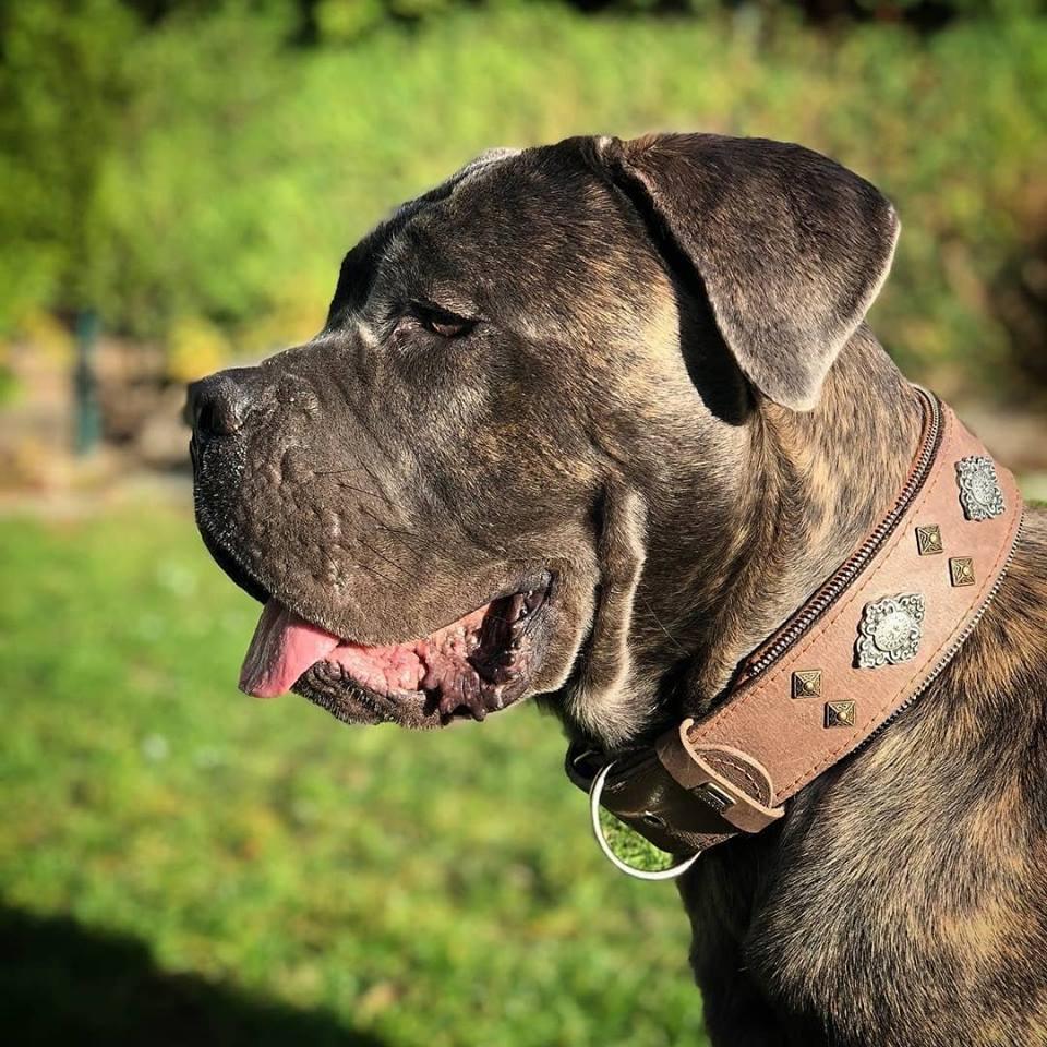 "Aztec" grey dog collar