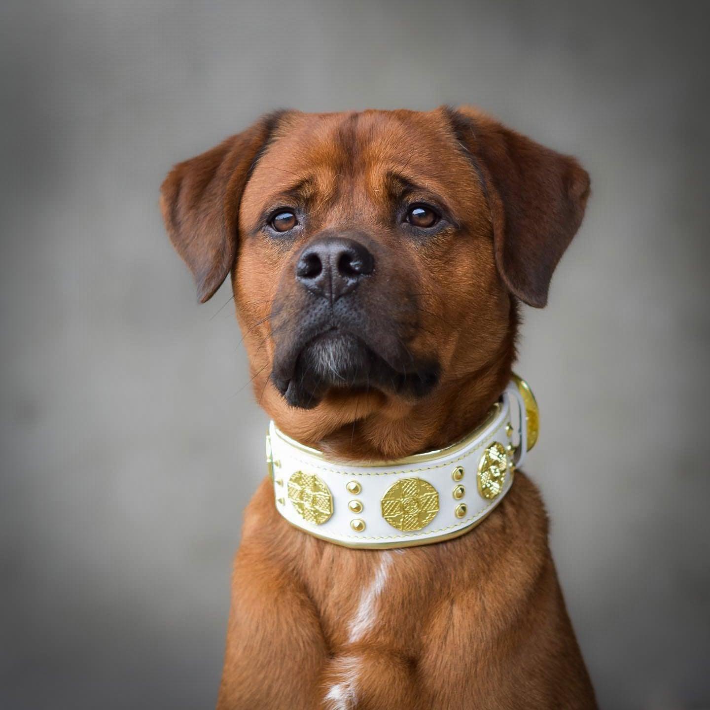 The "Maximus" collar 2.5 inch wide white & gold