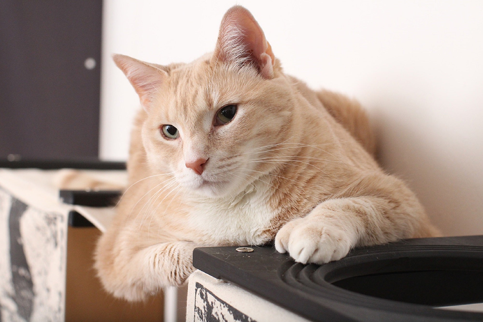 Super Mario Cat Condo (Wall Mounted Tunnel Cat Bed) - by Catastrophic Creations