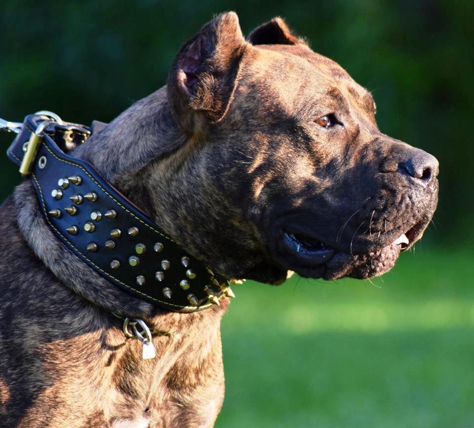 The "Crown" collar Black