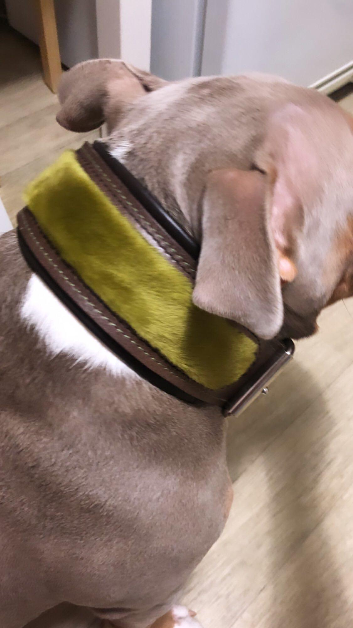 The ''Shrek'' collar