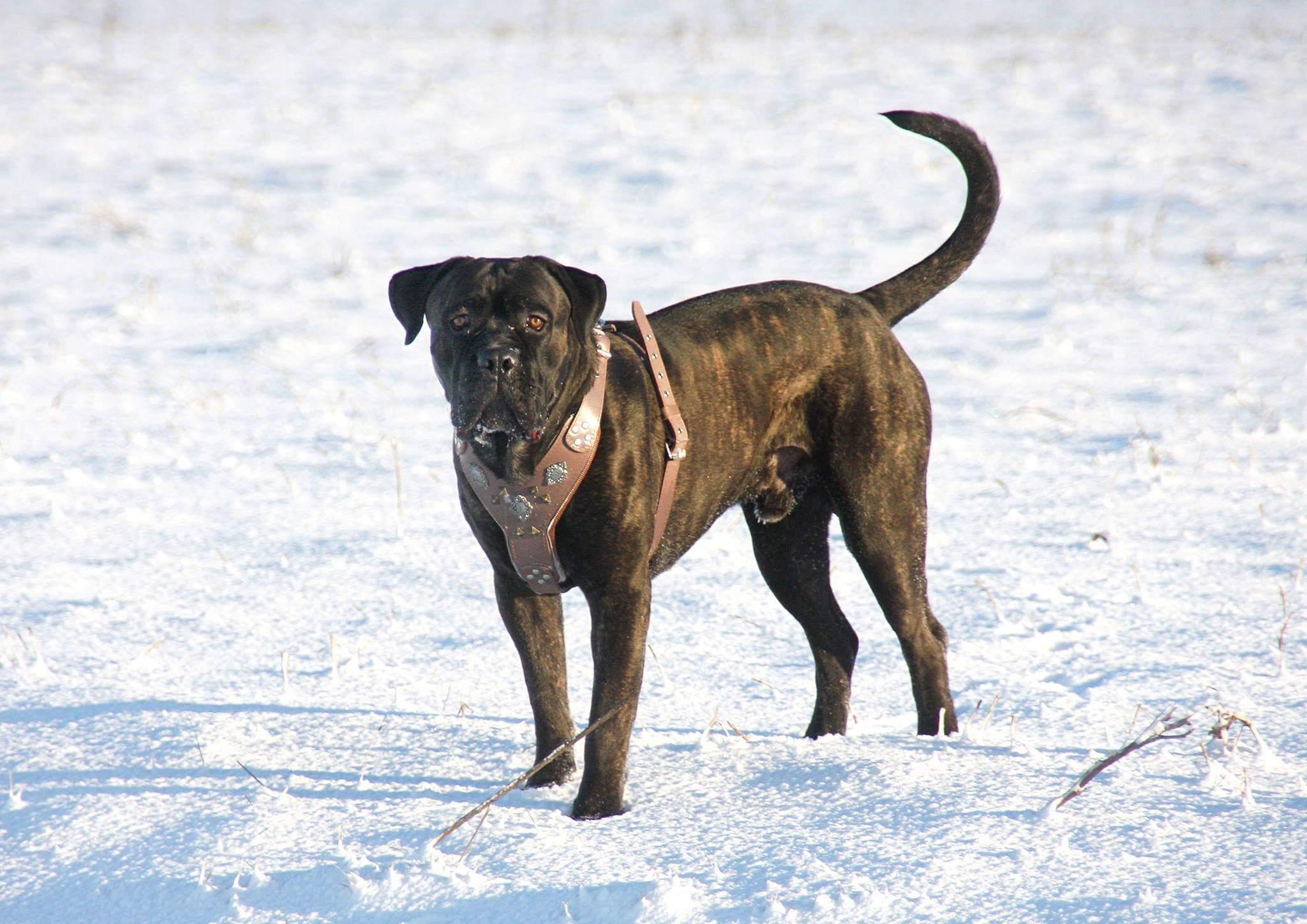 The "Aztec" Grey Harness