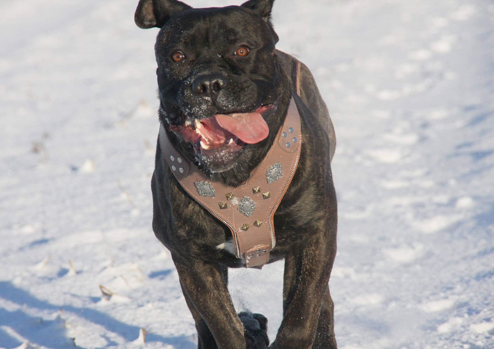 The "Aztec" Grey Harness