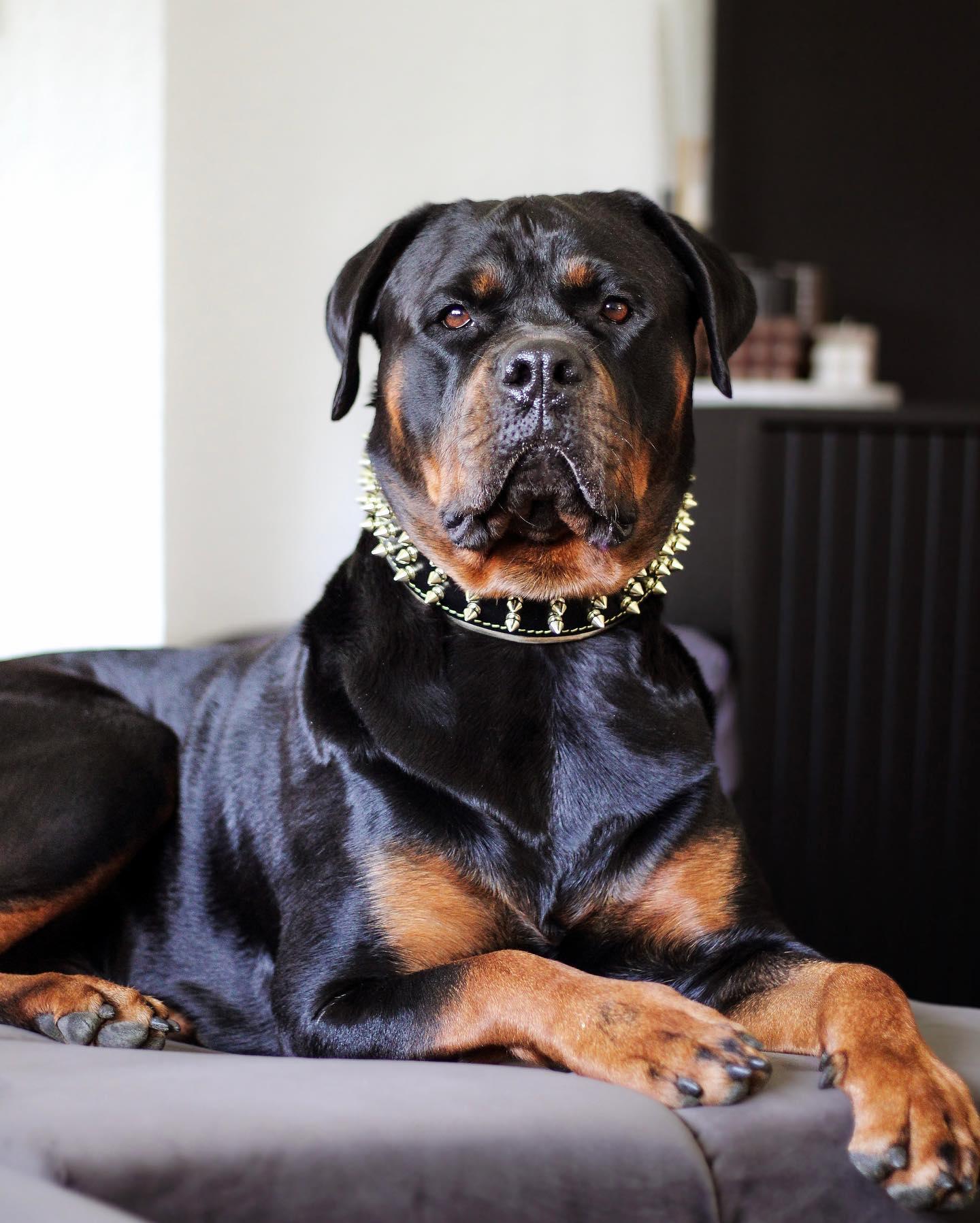 The "Gold Giant" collar