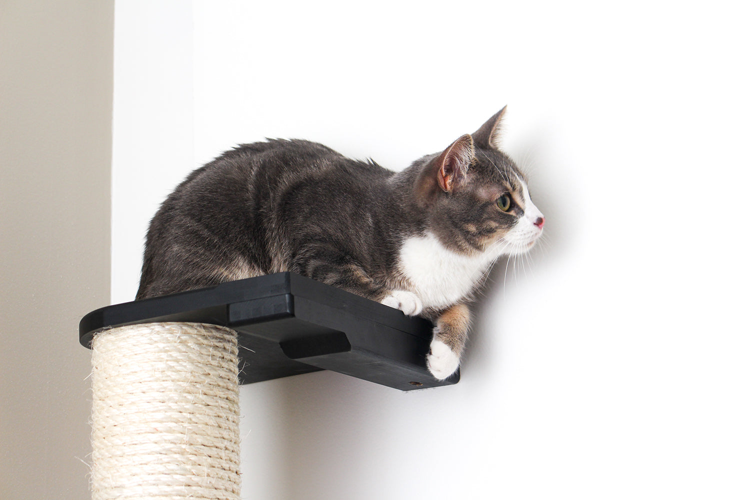 Cat Scratching Pole (Wall-Mounted) - by Catastrophic Creations