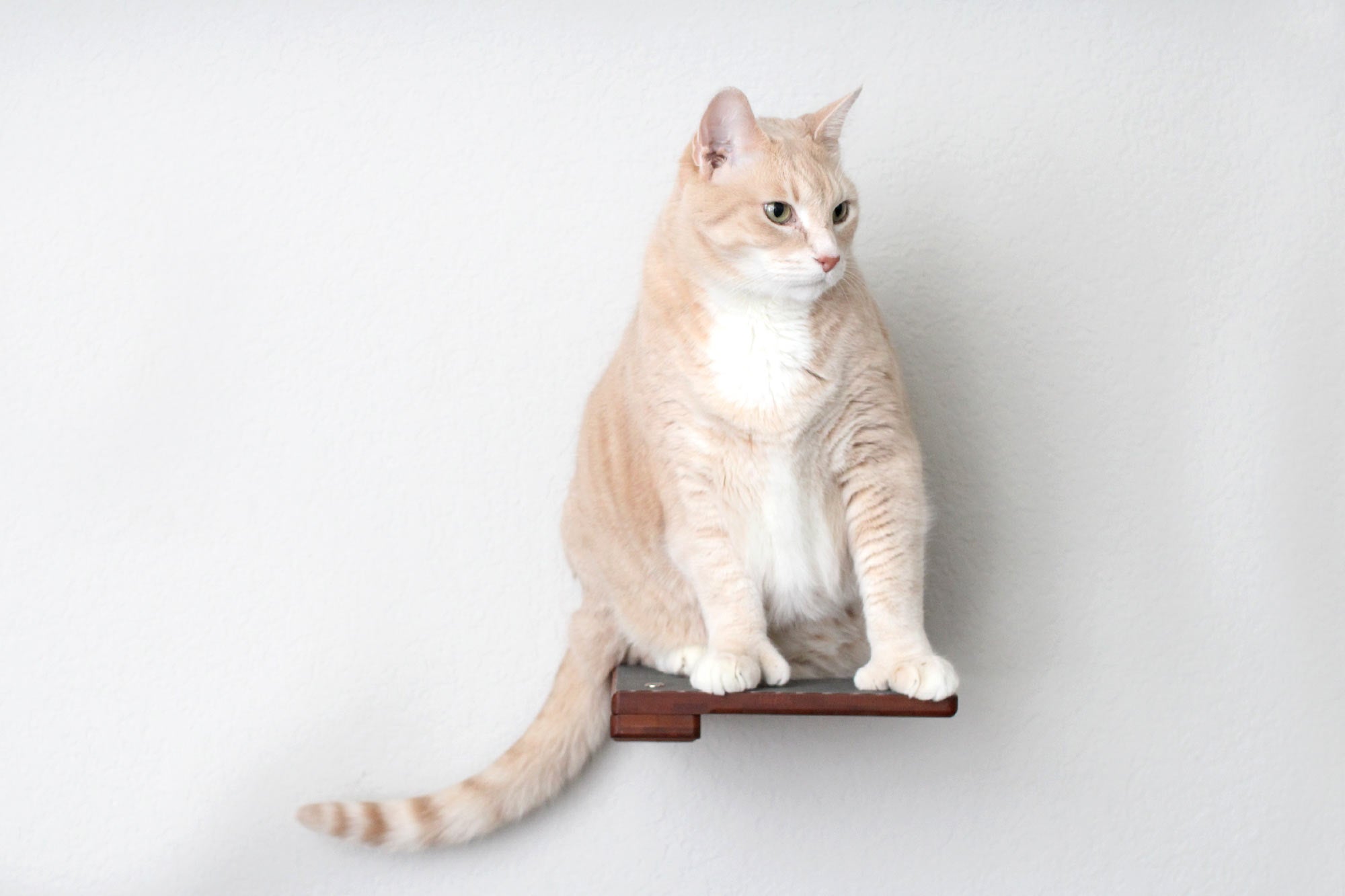 Cat Climbing Shelf - by Catastrophic Creations