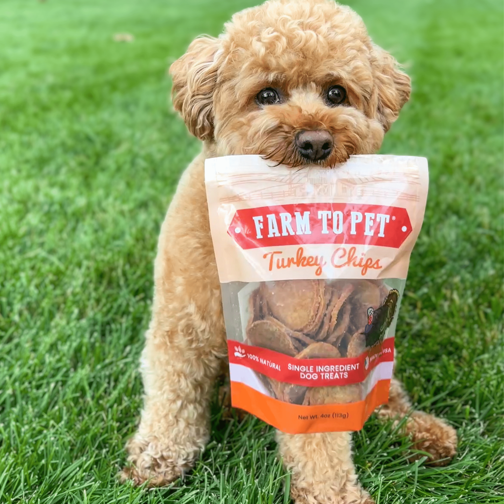 Turkey Chips for Dogs