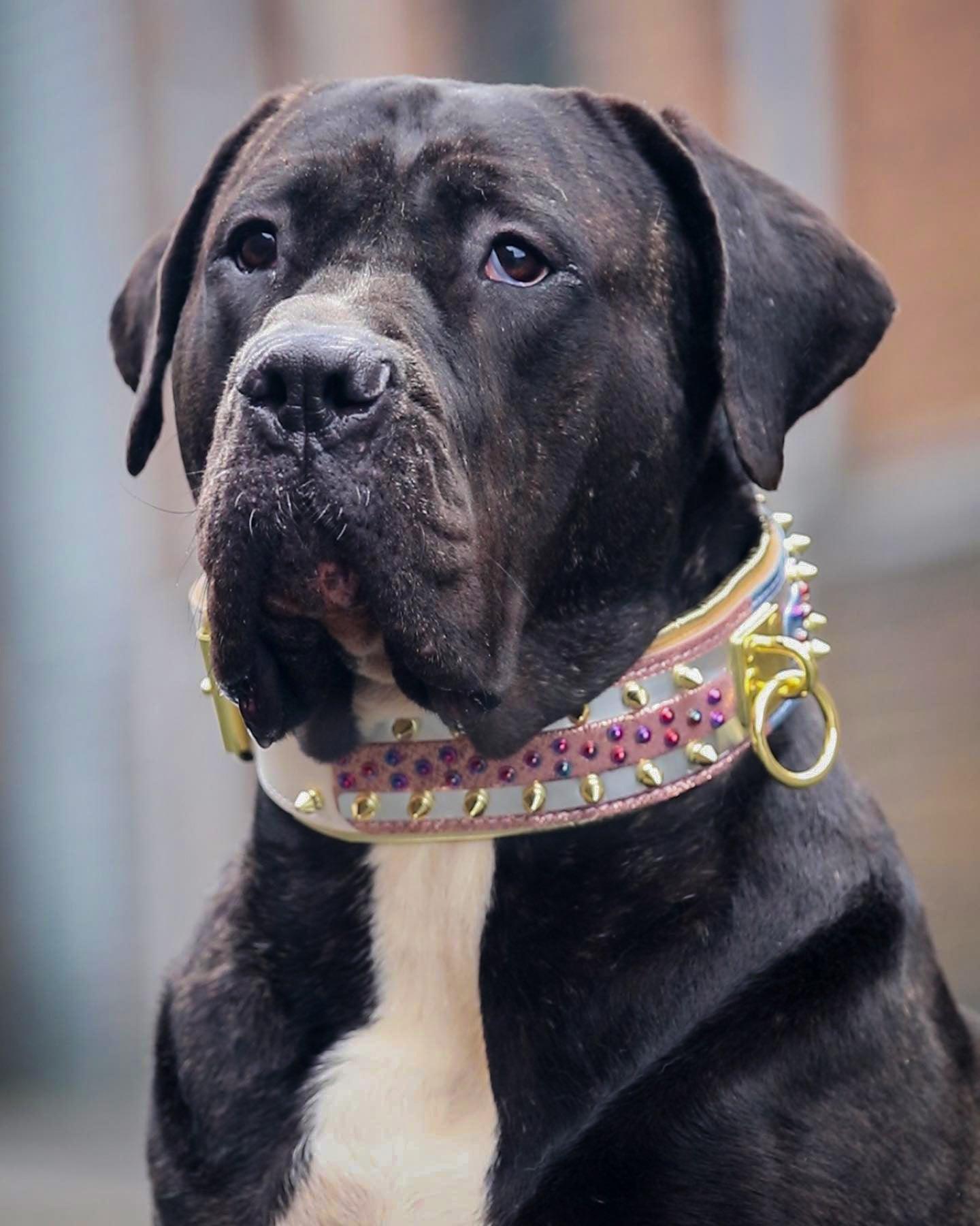 The Candy Dog Collar