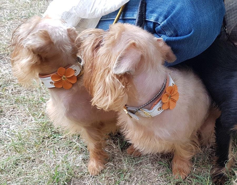 The "Flower" handmade puppy collar