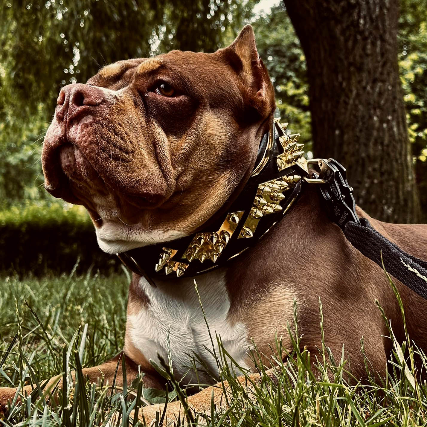 The ''Midas'' Collar Gold